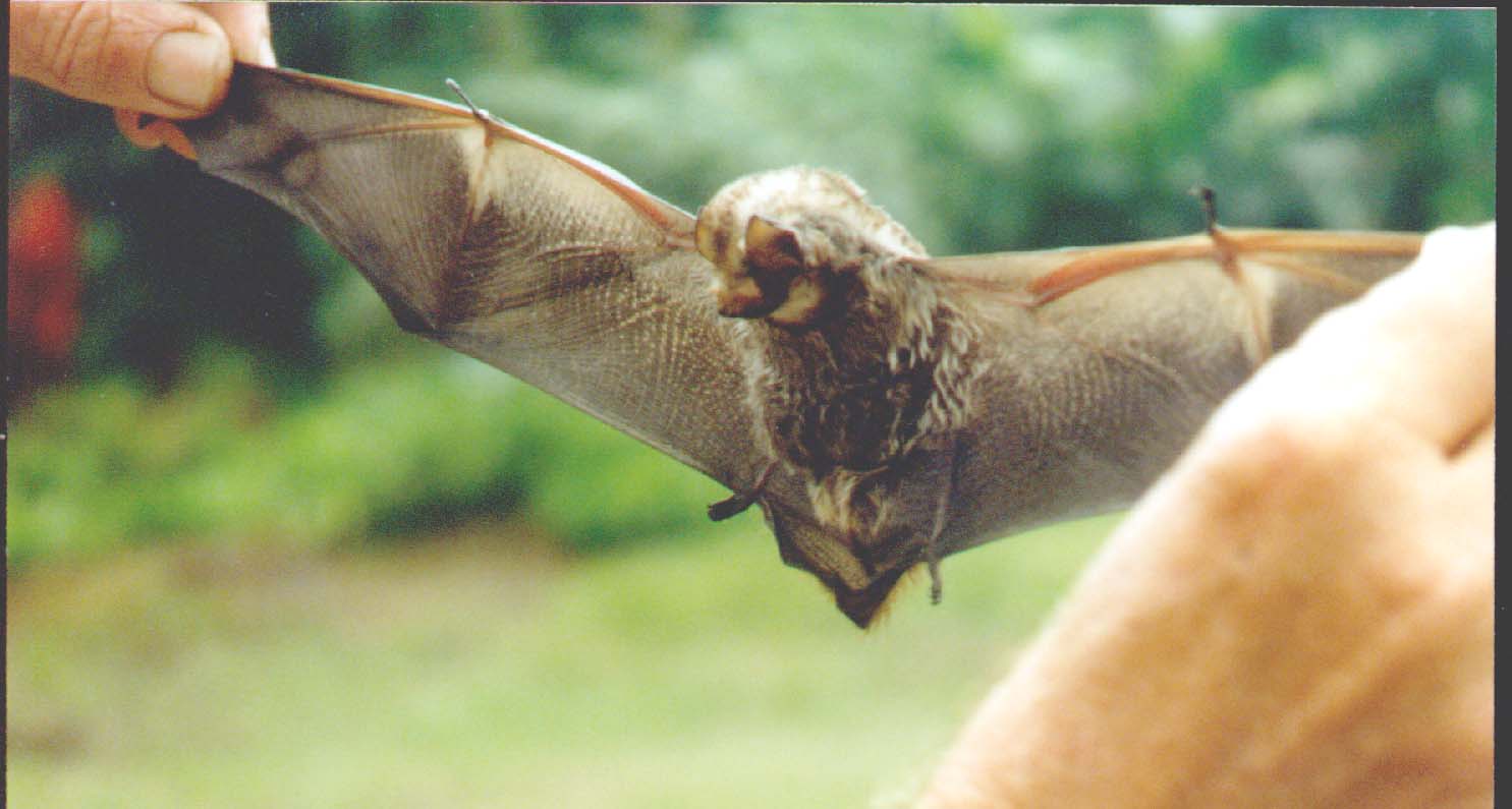 Hawaiian Bat-Honaunau.jpg (81671 bytes)